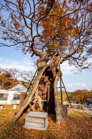용궁사 느티나무 관광지 이미지